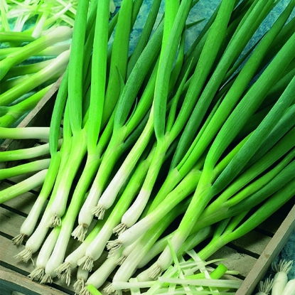 Picture of Spring Onion White Lisbon Winter Hardy